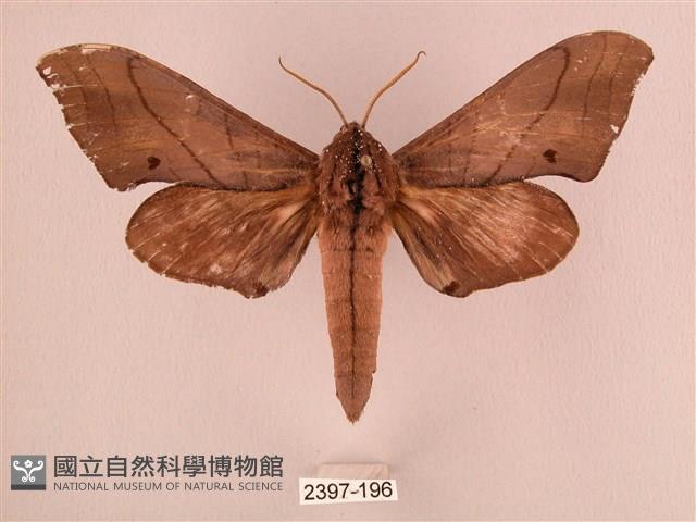 直翅六點天蛾藏品圖，第1張