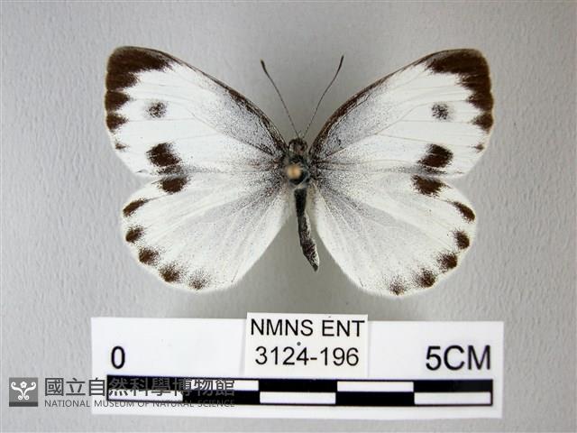 緣點白粉蝶藏品圖，第1張