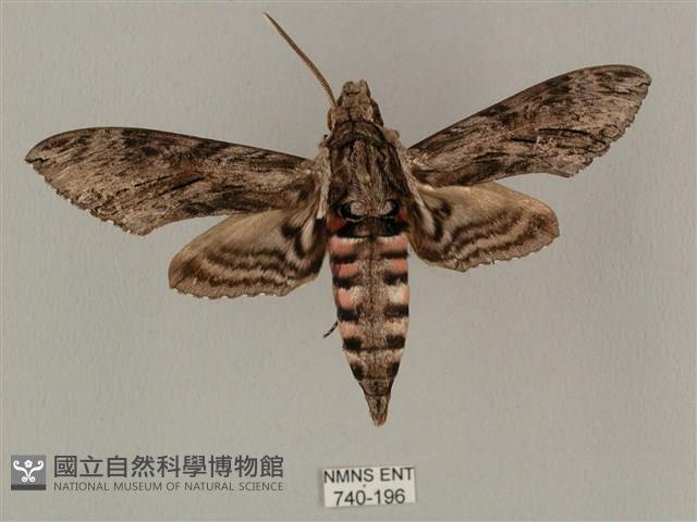 蝦殼天蛾藏品圖，第1張