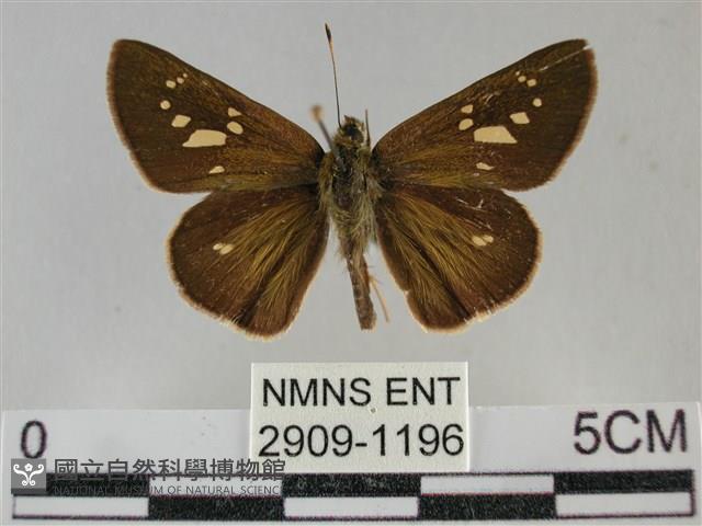 黃紋孔弄蝶藏品圖，第1張