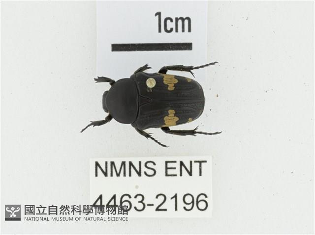 偽橫斑黑花金龜藏品圖，第1張