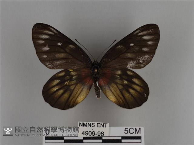 豔粉蝶藏品圖，第1張