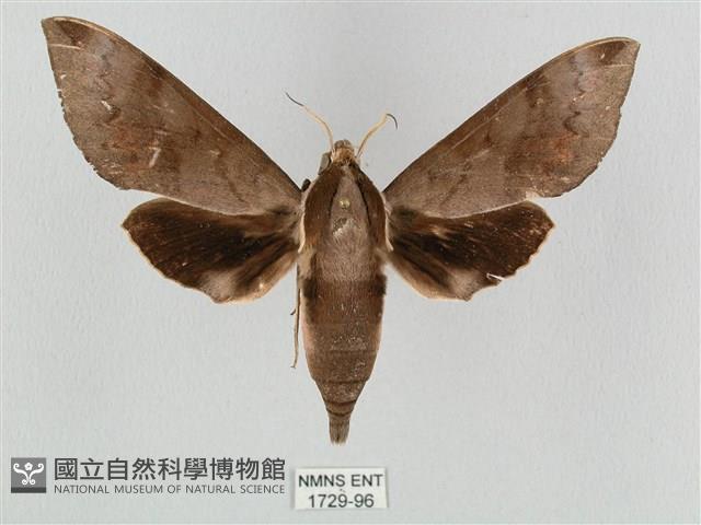 鋸線天蛾藏品圖，第1張