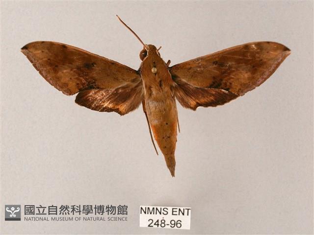 臺灣白肩天蛾藏品圖，第1張