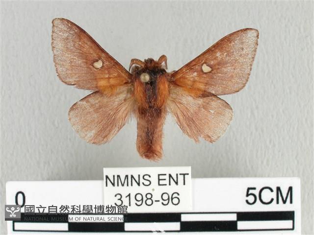 月斑枯葉蛾藏品圖，第1張