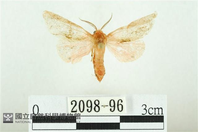 三條橙燈蛾藏品圖，第1張