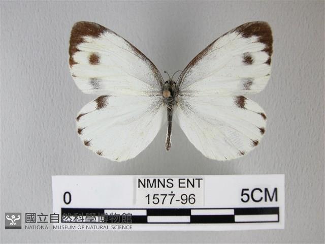 緣點白粉蝶藏品圖，第1張