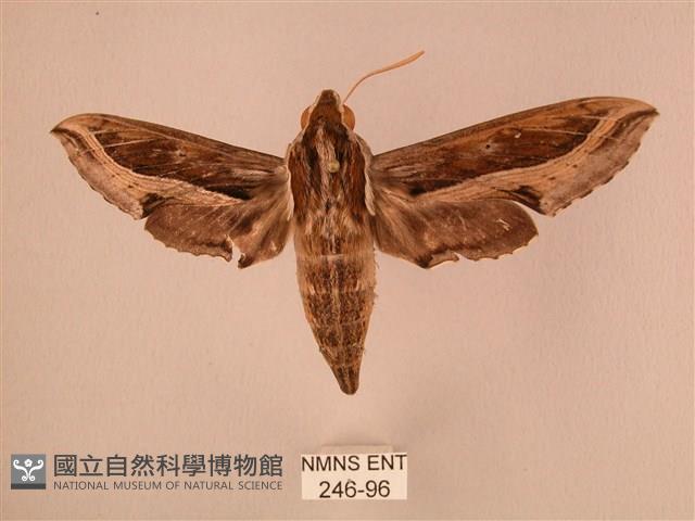 斜線天蛾藏品圖，第1張