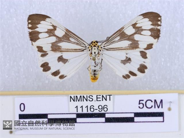 粉蝶燈蛾藏品圖，第1張