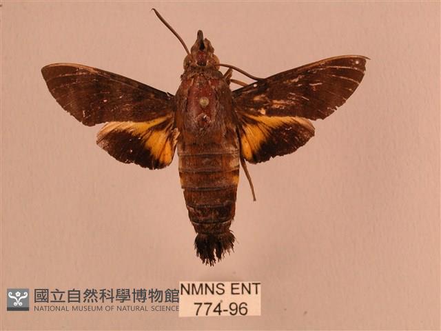 黃斑長喙天蛾藏品圖，第1張