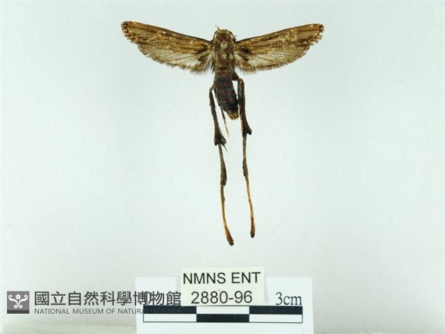 長腳大織蛾藏品圖，第1張