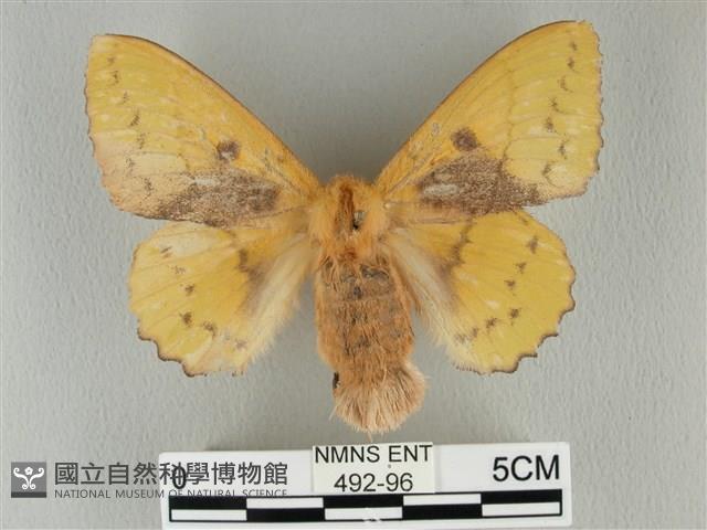 青枯葉蛾藏品圖，第1張