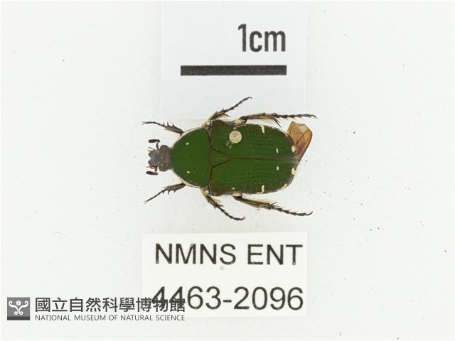 臺灣小綠花金龜藏品圖，第1張