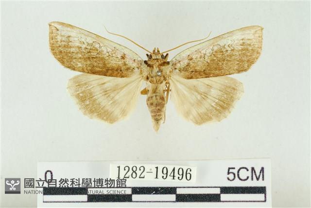 臺洒波紋蛾藏品圖，第1張