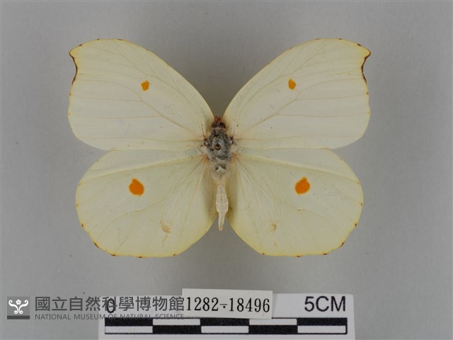 圓翅鉤粉蝶藏品圖，第1張