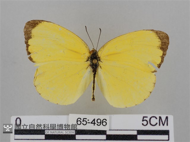 亮色黃蝶藏品圖，第1張