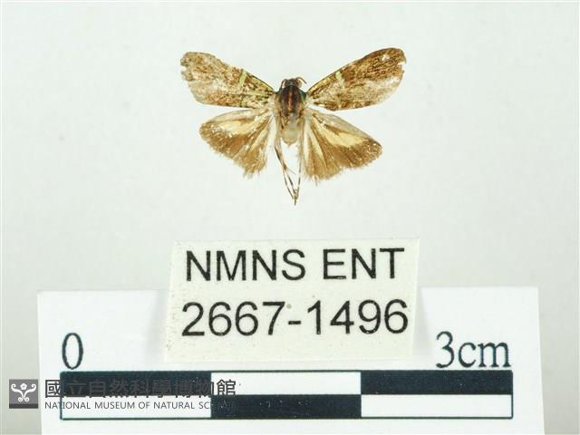 叉紋閃舞蛾藏品圖，第1張