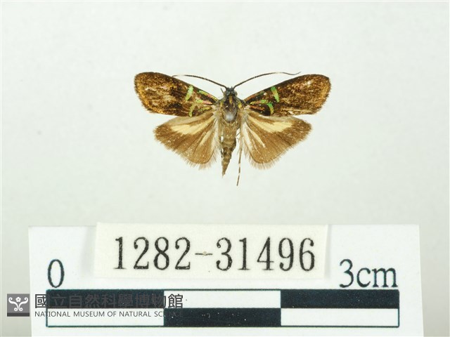 叉紋閃舞蛾藏品圖，第1張