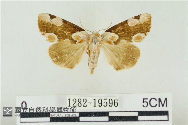 大斑波紋蛾藏品圖，第1張