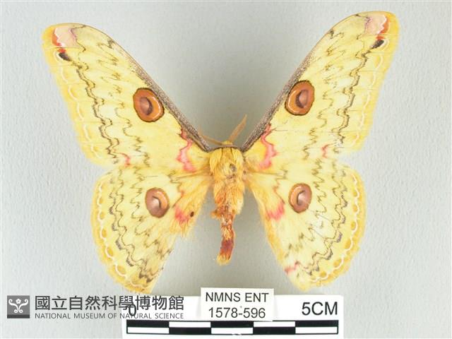 黃豹天蠶蛾藏品圖，第1張