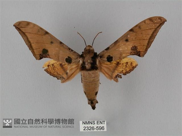 裂斑鷹翅天蛾藏品圖，第1張