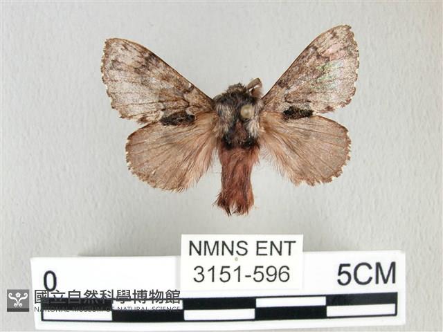 銀肩枯葉蛾藏品圖，第1張