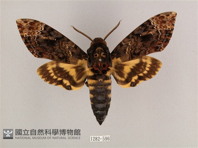 鬼臉天蛾藏品圖，第1張