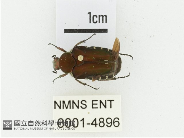 黑斑陷紋金龜藏品圖，第1張