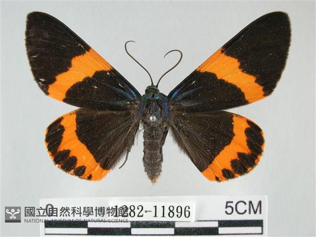 橙帶藍尺蛾藏品圖，第1張