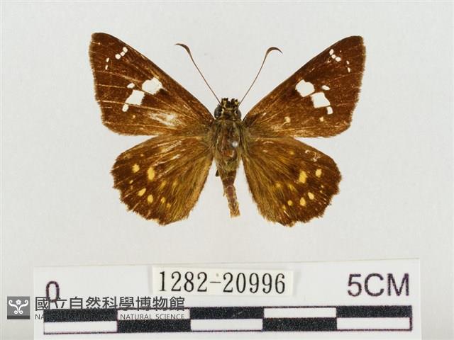 尖翅星弄蝶藏品圖，第1張