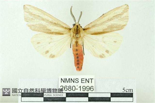 赭新污燈蛾藏品圖，第1張