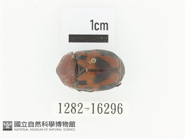 斑翅四齒金龜藏品圖，第1張