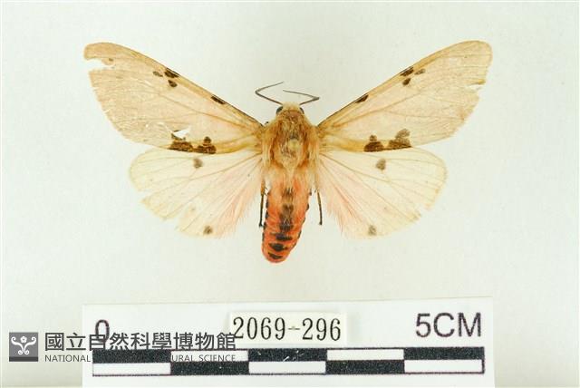 棍棒污燈蛾藏品圖，第1張