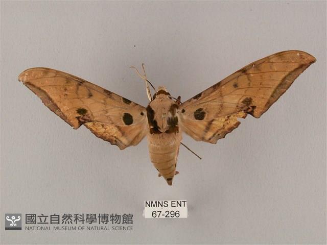 裂斑鷹翅天蛾藏品圖，第1張