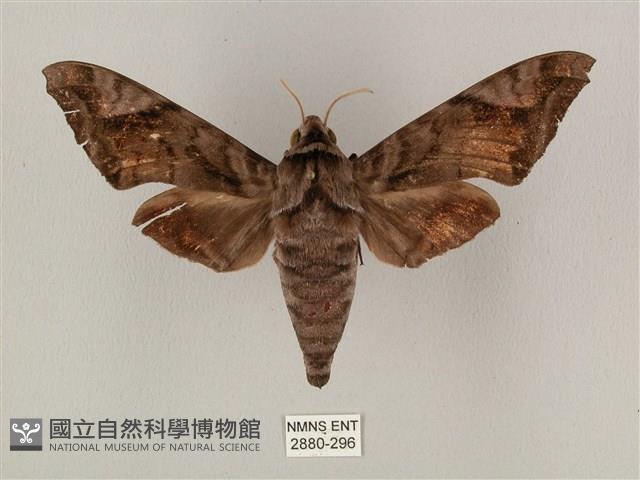 全緣缺角天蛾藏品圖，第1張