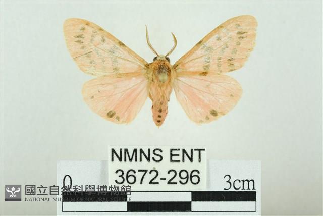 三條橙燈蛾藏品圖，第1張