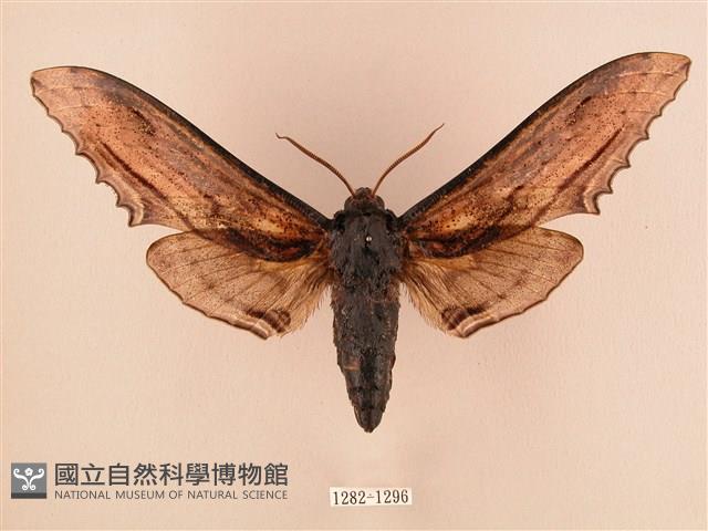 臺灣鋸翅天蛾藏品圖，第1張