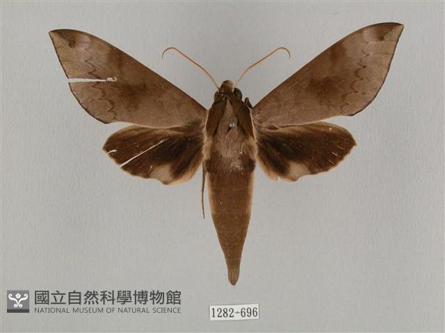 鋸線天蛾藏品圖，第1張