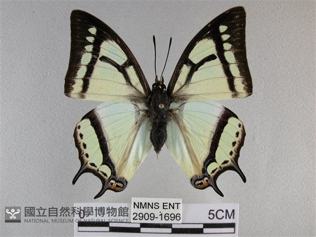 小雙尾蛺蝶藏品圖，第1張