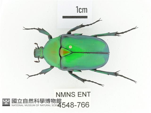 金艷騷金龜藏品圖，第1張