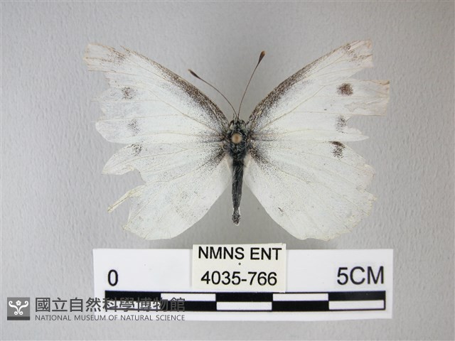 白粉蝶、紋白蝶藏品圖，第1張