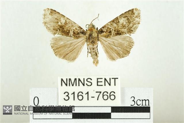白斑散紋夜蛾藏品圖，第1張