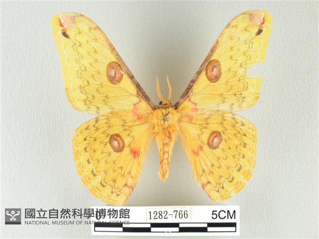 黃豹天蠶蛾藏品圖，第1張