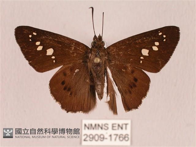 臺灣瑟弄蝶藏品圖，第1張