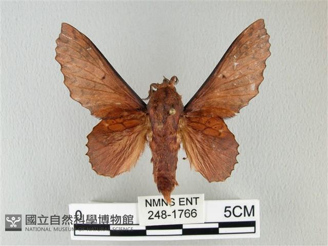 鋸緣枯葉蛾藏品圖，第1張