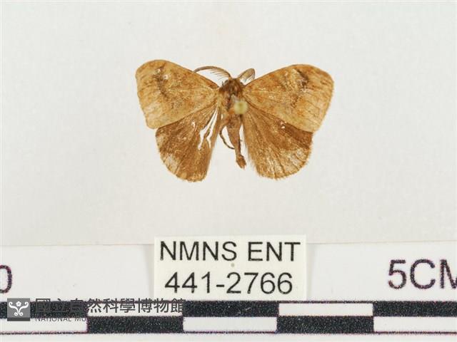 小白紋毒蛾藏品圖，第1張