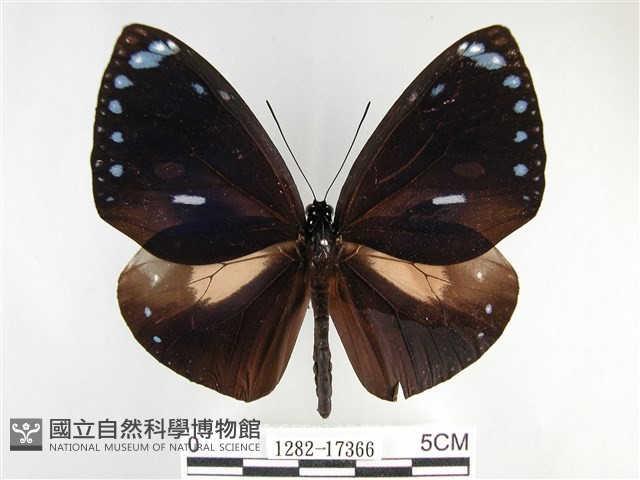 圓翅紫斑蝶藏品圖，第1張
