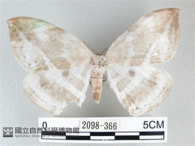 圓翅大鉤蛾藏品圖，第1張