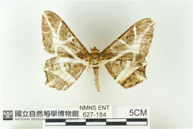 樹形尺蛾藏品圖，第1張