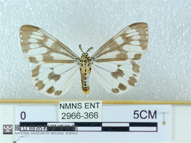 粉蝶燈蛾藏品圖，第1張